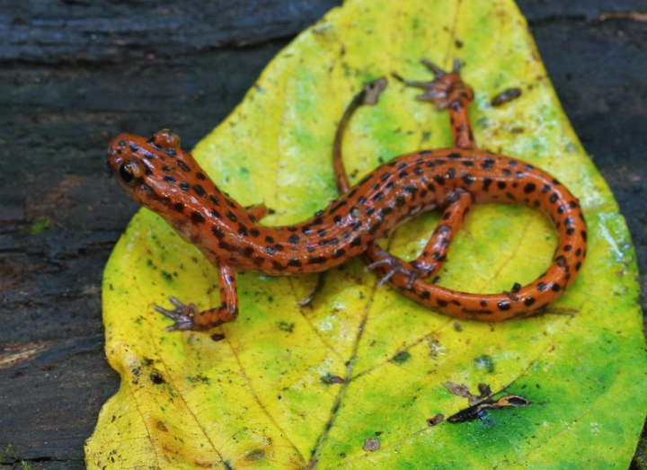 Cave Salamander>
<p>
The only nonvenomous Water Snake I saw on this trip - a Yellowbelly.
<br><img SRC=